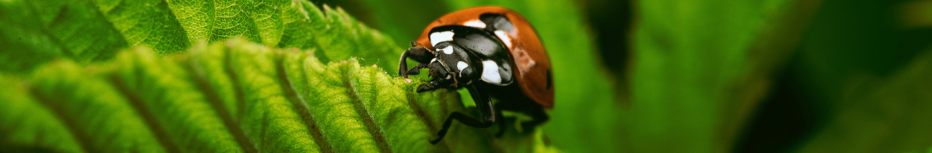 Banner for biology - revision biology A level, AS, GCSE, IGCSE and IB with us